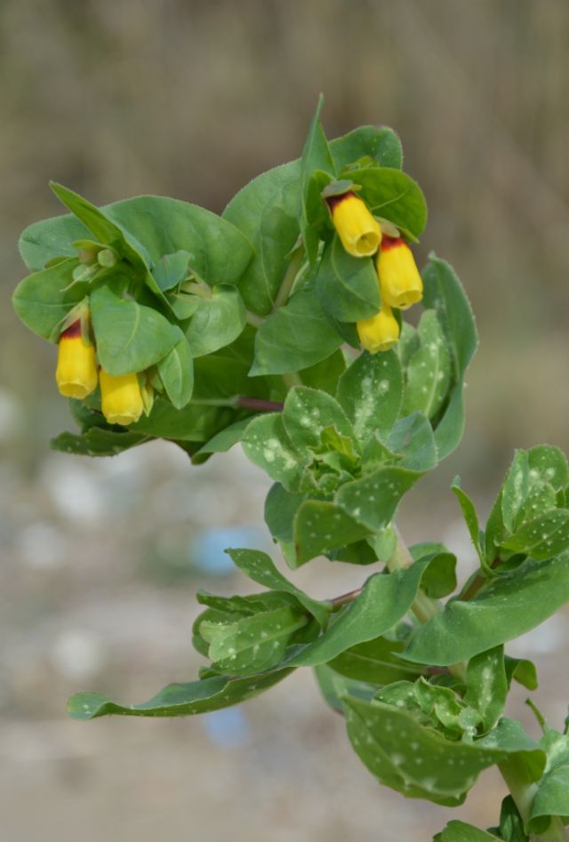 Cerinthe major